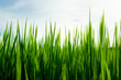 Rice seedlings to the sky background