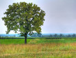 Lonely flowering acacia in the steppe