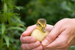 baby chicks