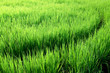 Curves in rice fields