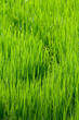 Curves in rice fields