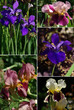 Foto: Lilien Iris Lilien Iris