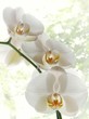 beautiful orchids