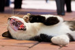 Katze Leo gähnt