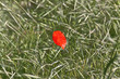 Coquelicot