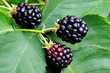 blackberrys - more