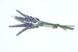 lavande bouquet