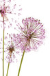 Close up of the flowers of some Chives