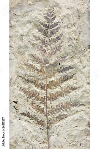 Photo: todites denticulatus todites denticulatus