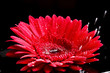red gerber with water drops