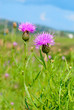 Lilac wild flowers of Transbaikalia Lilac wild flowers of Transbaikalia