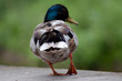 Ente von hinten