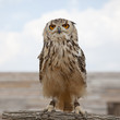 Owl portrait Owl portrait