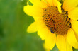 Foto: Bee on sunflower Bee on sunflower