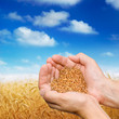 Foto: Hands of the grain-grower against a wheaten field Hands of the grain-grower against a wheaten field