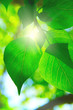 Branch green leafes in sunny day Branch green leafes in sunny day