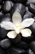 tiger's violet orchids and pebble with water drops