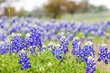 Texas Bluebonnet wildflowers Texas Bluebonnet wildflowers