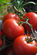 Tomate, 2010
