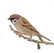 Beautiful brown garden sparrow with uniform background