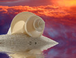 Seashell Sand and Sunset
