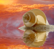 Seashell Sand and Sunset on Water