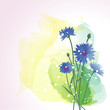 cornflower background