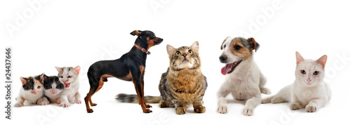 Photo: petits chiens et chats petits chiens et chats