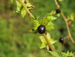 Tollkirsche - Belladonna atropa