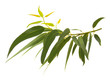 Rameau d'eucalyptus