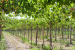 Vineyard at Elqui valley