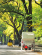 Central Park in early spring - horse carriage