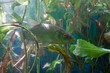 Tench in the lake