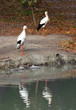 Storks