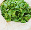 Organic purslane on neutral background with copy space Organic purslane on neutral background with copy space