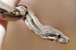 Babyboa