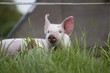 Photo: neugieriges Ferkel neugieriges Ferkel