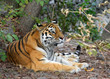 Resting tiger