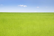 Green field of flax under blue sky with clouds in summer Green field of flax under blue sky with clouds in summer