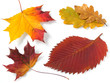 autumnal leaves autumnal leaves