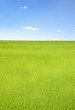 Green field of flax under blue sky with clouds Green field of flax under blue sky with clouds
