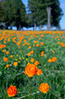 Orange flowers Trollius Orange flowers Trollius