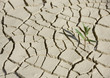 plant and dried  ground with cracks