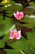 Teichrose