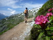 rhododendron - Mont Blanc