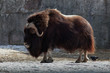 Muskox, Ovibos moschatus