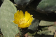 Flor de nopal
