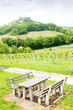 ruins of Falkenstein Castle with vineyard, Lower Austria, Austri