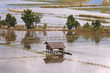 Flooded fields around Inle lake ( during monsoon ) in Burma.
