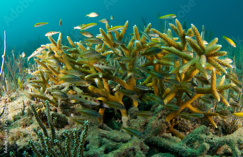 Photo: Juvenile fish in a colony of Staghorn coral. Juvenile fish in a colony of Staghorn coral.